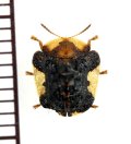 コガタカメノコハムシ　兵庫県