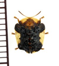 コガタカメノコハムシ　兵庫県