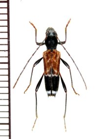 マツシタトラカミキリ　♀　山梨県