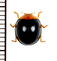ムネアカオオクロテントウ　東京都
