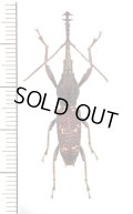 ミツギリゾウムシの一種　 Stratiorrhina xiphias　♂　マレーシア