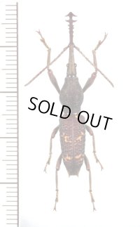 ミツギリゾウムシの一種　 Stratiorrhina xiphias　♂　マレーシア