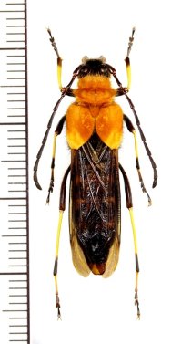 カミキリムシの一種　Ulochaetes vacca　♀　中国（雲南省）
