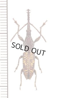 ミツギリゾウムシの一種　 Stratiorrhina sp.　♂　マレーシア