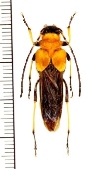 カミキリムシの一種　Ulochaetes vacca　♀　中国（雲南省）