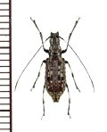 ヒゲナガゾウムシの一種　Mecotropis sp.　ベトナム北東部