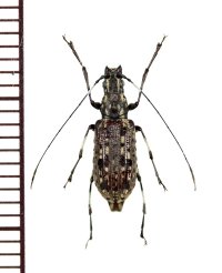 ヒゲナガゾウムシの一種　Mecotropis sp.　ベトナム北東部