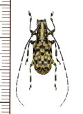 ヒゲナガゾウムシ擬態のカミキリムシの一種　Mesocacia multimaculata　♂　ベトナム南部