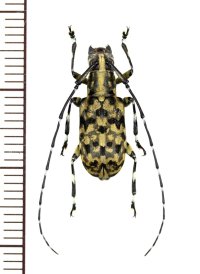 ヒゲナガゾウムシ擬態のカミキリムシの一種　Mesocacia multimaculata　♂　ベトナム南部