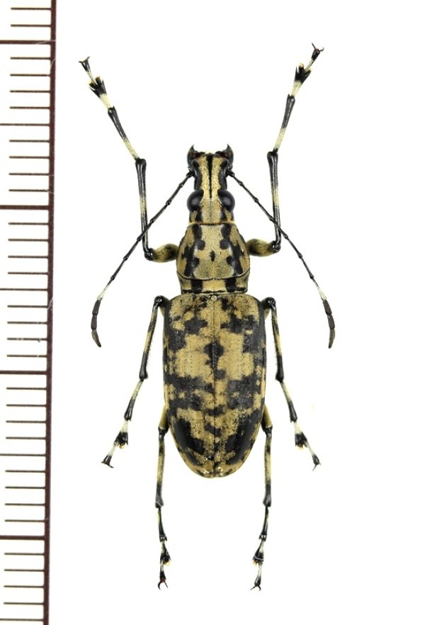 画像1: ヒゲナガゾウムシの一種　Meganthribus sp.　♀　ベトナム南部