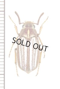コフキコガネの一種　Dedalopterus sp.　♂　ベトナム南部