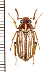 コフキコガネの一種　Dedalopterus sp.　♂　ベトナム南部