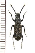 ヒゲナガゾウムシの一種　Xylinada sp.　ベトナム北東部
