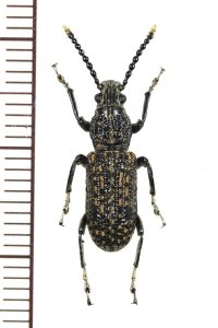 ヒゲナガゾウムシの一種　Xylinada sp.　ベトナム北東部
