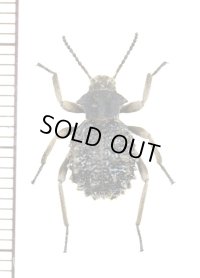 ゴミムシダマシの一種　Tenebrionidae species　タンザニア