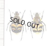 マルハナバチ擬態のトラハナムグリの一種 　Trichius fasciatus　ペア　ロシア