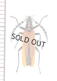 ベニボタル擬態のジョウカイボンの一種　Cantharidae species　オーストラリア
