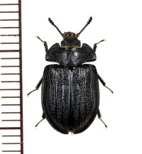 ヒラタコクヌストの一種　Peltis grossa　ロシア