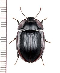 ゴミムシダマシの一種　Tenebrionidae species　オーストラリア