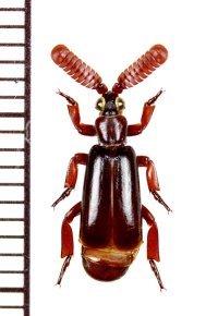 ヒゲブトオサムシ族の一種　Arthropterus sp.　オーストラリア