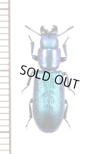 コクヌストの一種　Temnocheila caerulea　ロシア