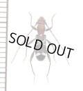 アリバチ擬態のカミキリムシの一種　Cleroclytus semirufus collaris　♂　キルギス