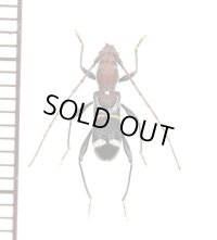 アリバチ擬態のカミキリムシの一種　Cleroclytus semirufus collaris　♂　キルギス