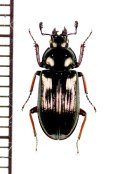 ウンゼンルリクワガタ　♀　経ヶ岳（佐賀県・鹿島市）