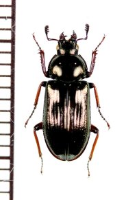 ウンゼンルリクワガタ　♀　経ヶ岳（佐賀県・鹿島市）