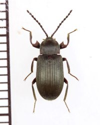 好白蟻性のゴミムシダマシの一種　Gonocnemis sp.　中央アフリカ