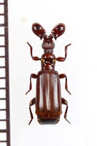 ヒゲブトオサムシ族の一種　Paussus sp.　ザンビア
