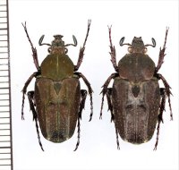 コツノハナムグリの一種　Mycteristes sp.　ペア　中国（四川省）