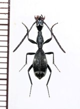 ゴミムシの一種　Carabidae species　モザンビーク