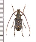 ヒゲナガゾウムシの一種　Anthribidae species　♂　中国（雲南省）