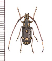 ヒゲナガゾウムシの一種　Anthribidae species　♂　中国（雲南省）