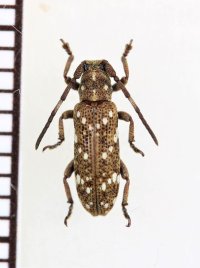 オキナワヨスジシラホシサビカミキリ　♀　沖縄本島