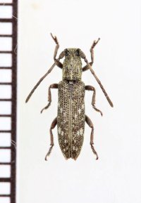 オキナワカノコサビカミキリ　♂　久米島