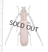 ベニボタル擬態のカミキリムシの一種 　Cerambycidae species　♂　ベトナム北東部