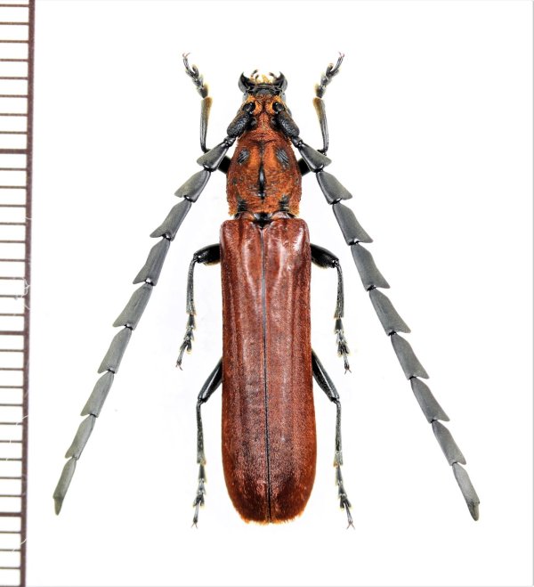 画像1: ベニボタル擬態のカミキリムシの一種 　Cerambycidae species　♂　ベトナム北東部