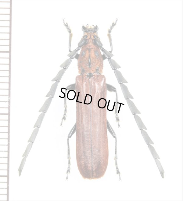 画像1: ベニボタル擬態のカミキリムシの一種 　Cerambycidae species　♂　ベトナム北東部