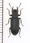 ゴミムシダマシの一種　Eudysantes elongatus　♂　ベトナム北東部