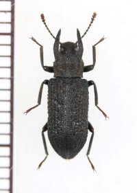 ゴミムシダマシの一種　Eudysantes elongatus　♂　ベトナム北東部