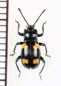 オオキノコムシ擬態のテントウムシダマシの一種　Endomychidae species　中国（雲南省）