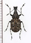ヒゲナガゾウムシの一種　Anthribidae species　中国（雲南省）