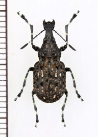 ヒゲナガゾウムシの一種　Anthribidae species　中国（雲南省）