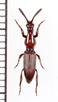 ミツギリゾウムシの一種　Brentidae species　 中国（雲南省）
