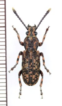 ヒゲナガゾウムシの一種　Anthribidae species　中国（雲南省）