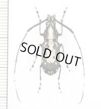 ヒゲナガゾウムシの一種　Anthribidae species　♂　中国（雲南省）