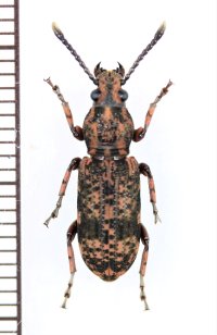 ヒゲナガゾウムシの一種　Anthribidae species　中国（雲南省）