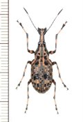 ヒゲナガゾウムシの一種　Anthribidae species　中国（雲南省）